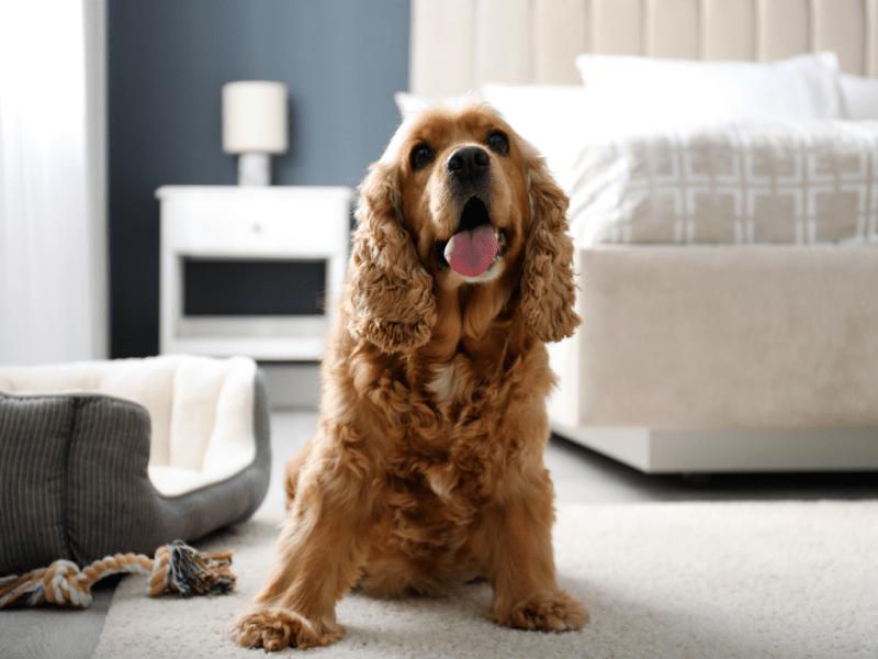 Backpack Vacs vs. Pet Hair: Are You Vacuuming or Just Wasting&nbsp;Time?